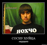 СОСНУ ХУЙЦА недорого