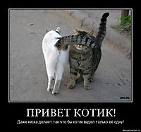 ПРИВЕТ КОТИК! Даже киска делает так что бы котик видел только её одну!