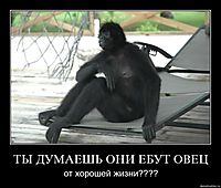 ТЫ ДУМАЕШЬ ОНИ ЕБУТ ОВЕЦ от хорошей жизни????