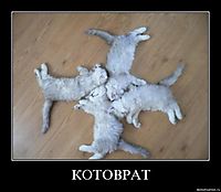 КОТОВРАТ 