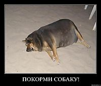 ПОКОРМИ СОБАКУ! 