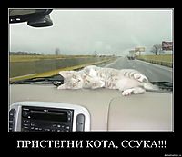 ПРИСТЕГНИ КОТА, ССУКА!!! 