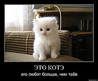 ЭТО КОТЭ его любят больше, чем тебя