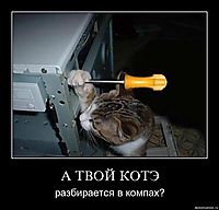 А ТВОЙ КОТЭ разбирается в компах?