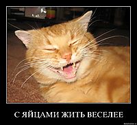 С ЯЙЦАМИ ЖИТЬ ВЕСЕЛЕЕ 