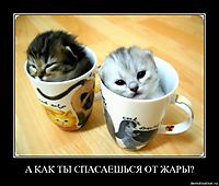 А КАК ТЫ СПАСАЕШЬСЯ ОТ ЖАРЫ? 