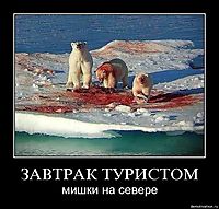 ЗАВТРАК ТУРИСТОМ мишки на севере