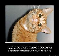ГДЕ ДОСТАТЬ ТАКОГО КОТА? я хочу такого кота (забаньте меня, но дайте кота)