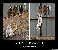 КОТЭ ШИКАРЕН а дем-гавно