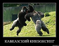 КАВКАЗСКИЙ КИКБОКСИНГ 