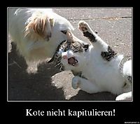Kote nicht kapitulieren! 