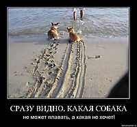 СРАЗУ ВИДНО, КАКАЯ СОБАКА не может плавать, а какая не хочет!
