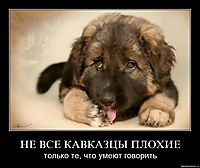 НЕ ВСЕ КАВКАЗЦЫ ПЛОХИЕ только те, что умеют говорить
