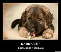 КАВКАЗЦЫ они бывают и хорошие