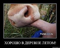 ХОРОШО В ДЕРЕВНЕ ЛЕТОМ! 