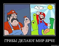 ГРИБЫ ДЕЛАЮТ МИР ЯРЧЕ 