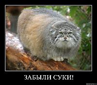 ЗАБЫЛИ СУКИ! 