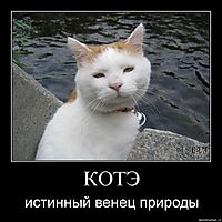 КОТЭ истинный венец природы