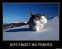 КОТЭ ИДЕТ НА РЕКОРД 