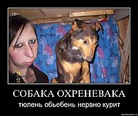 СОБАКА ОХРЕНЕВАКА тюлень обьебень нервно курит