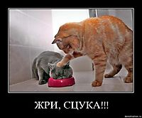 ЖРИ, СЦУКА!!! 