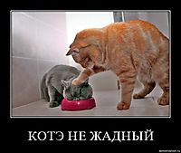 КОТЭ НЕ ЖАДНЫЙ 