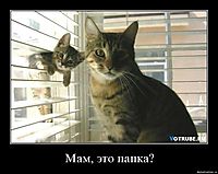 Мам, это папка? 