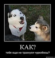 КАК? тебя еще не трахнули чуркобесы?