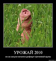 УРОЖАЙ 2010 из-за засухи начался дефицит гречневой крупы
