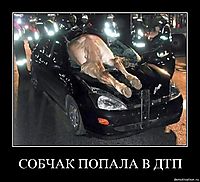 СОБЧАК ПОПАЛА В ДТП 