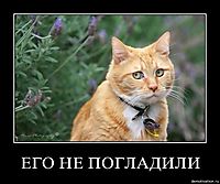 ЕГО НЕ ПОГЛАДИЛИ 