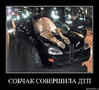СОБЧАК СОВЕРШИЛА ДТП 