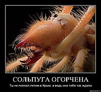 СОЛЬПУГА ОГОРЧЕНА Ты не поехал летом в Крым, а ведь она тебя так ждала