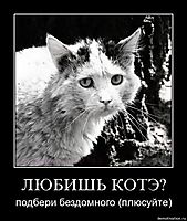 ЛЮБИШЬ КОТЭ? подбери бездомного (плюсуйте)