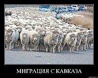 МИГРАЦИЯ С КАВКАЗА 