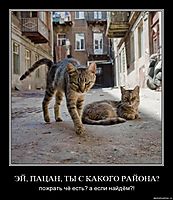 ЭЙ, ПАЦАН, ТЫ С КАКОГО РАЙОНА? пожрать чё есть? а если найдём?!