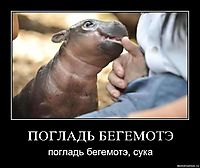 ПОГЛАДЬ БЕГЕМОТЭ погладь бегемотэ, сука