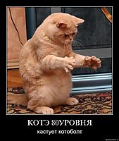 КОТЭ 80УРОВНЯ кастует котоболт