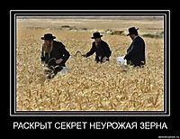 РАСКРЫТ СЕКРЕТ НЕУРОЖАЯ ЗЕРНА 