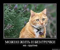 МОЖНО ЖИТЬ И БЕЗ ГРЕЧКИ но - грустно