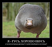 Я - ГУСЬ, ХОРОШО ЕБУСЬ а ты всё на порнуху дрочишь? с гусём попробывать не хочешь?