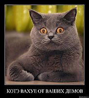 КОТЭ ВАХУЕ ОТ ВАШИХ ДЕМОВ 