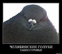 ЧЕЛЯБИНСКИЕ ГОЛУБИ ТАКИЕ СУРОВЫЕ