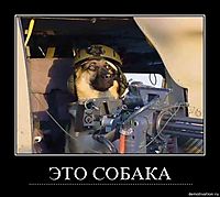 ЭТО СОБАКА ...............................................................................