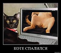 КОТЕ СПАЛИЛСЯ 