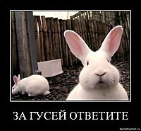ЗА ГУСЕЙ ОТВЕТИТЕ 