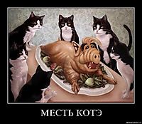 МЕСТЬ КОТЭ 