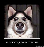 ЗА 5 СЕКУНД ДО КАСТРАЦИИ 