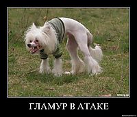 ГЛАМУР В АТАКЕ 