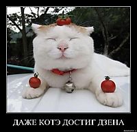 ДАЖЕ КОТЭ ДОСТИГ ДЗЕНА 